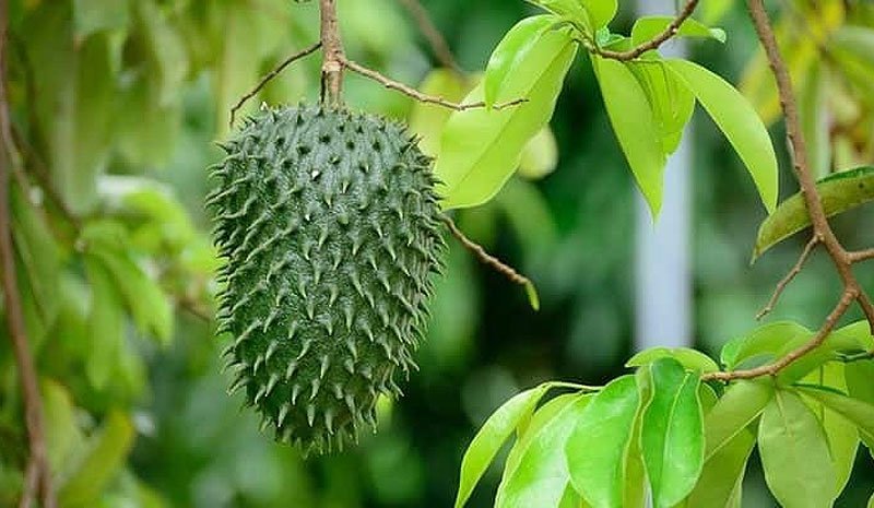 Graviola