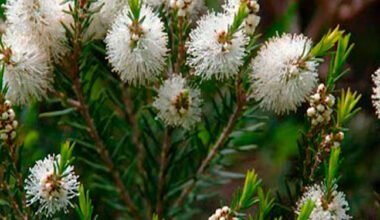 Árbol de té y sus propiedades para combatir los piojos