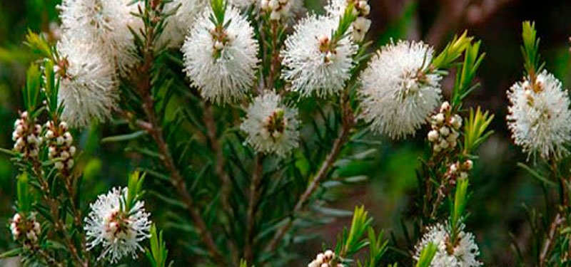 Árbol de té y sus propiedades para combatir los piojos
