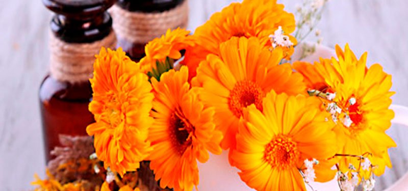 Beneficios de la Calendula