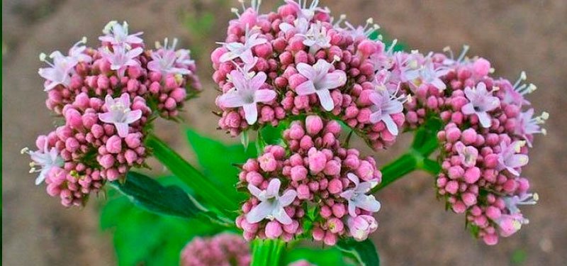 Beneficios de la Valeriana sobre el SNC