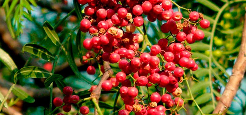 Aceite de Molle: Usos y beneficios