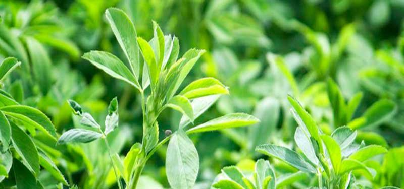 Alfalfa Nutrientes Vitaminas y Minerales para tu cuerpo.