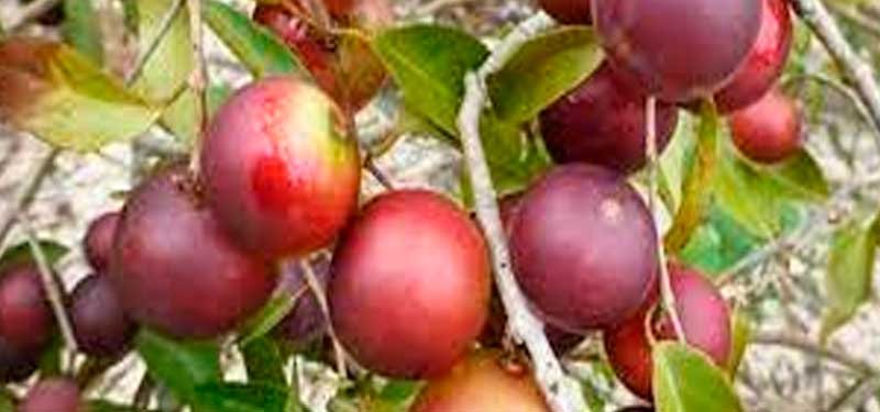 CAMU CAMU, HAUTE CONTENU EN VITAMINE C