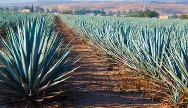 El Agave: Planta con muchas propiedades