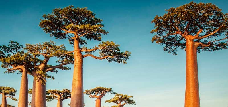 El BAOBAB y su importancia en nuestra la alimentación