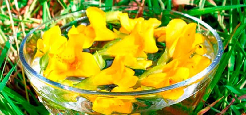 Flores de Bach sistema terapeutico completo