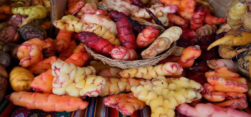 La Oca y sus multiples beneficios nutricionales
