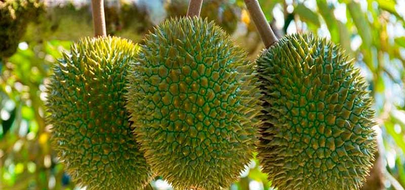 La fruta exotica Durian