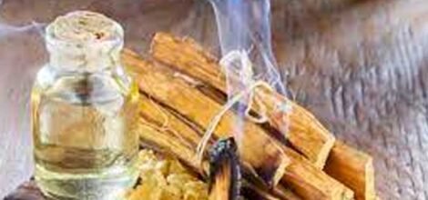Palo santo, la madera sagrada del Amazonas