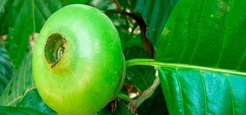 El borojó es un fruto tropical cultivado principalmente en el Pacífico colombiano, y se le atribuye un sinnúmero de beneficios para la salud. Es conocida en Sudamérica por su aporte energético y su capacidad nutricional