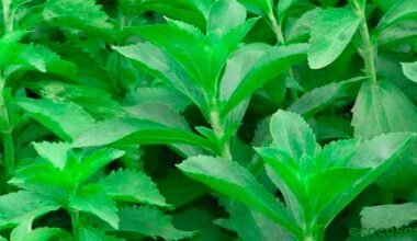 Stevia informacion de la planta estudios y propiedades