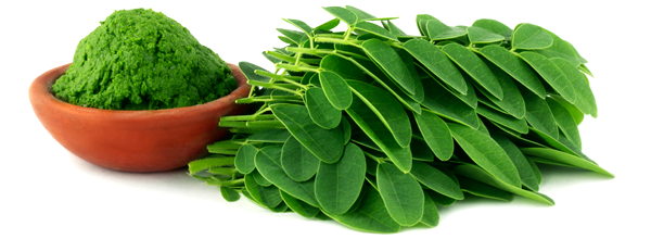 La Moringa: apport nutritionnel et bénéfices pour la santé
