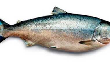 Aceite de Salmon excelentes propiedades y fuente en omega 3