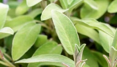 La Salvia la hoja de la mujer