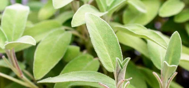La Salvia, la hoja de la mujer