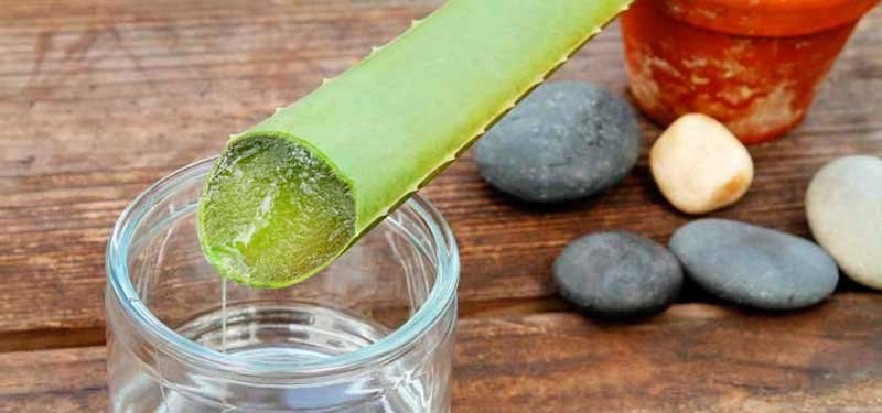 Aloe Vera, la planta de la piel