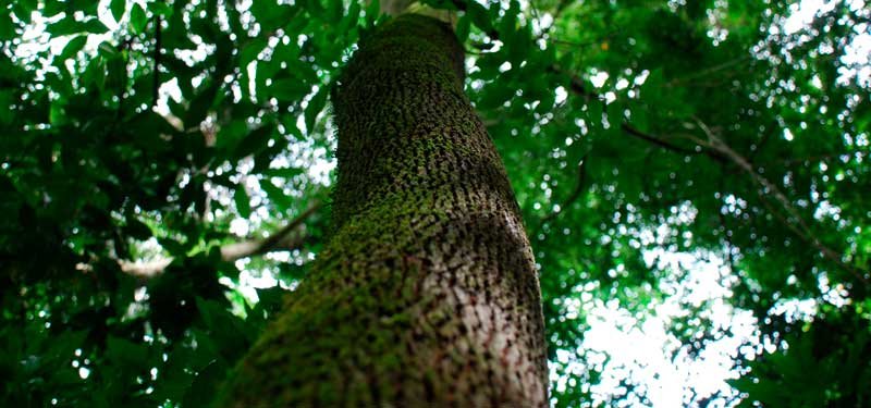 Árbol de copaiba: taxonomía, cultivo y descripción.