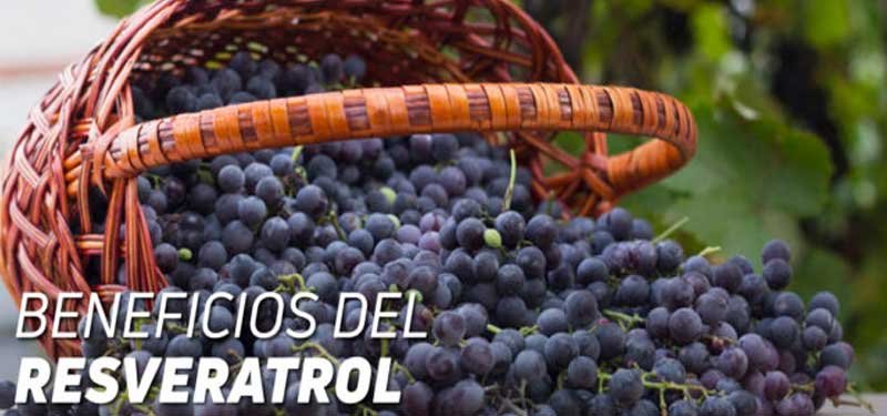 El Resveratrol, propiedades, beneficios y estudios realizados