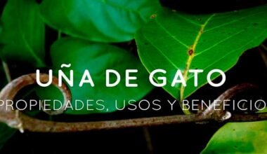 Una de Gato planta estimulante del sistema inmunitario