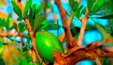 aceite de argan