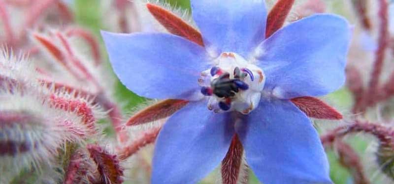 BORRAJA, aceite de propiedades y beneficios para la piel
