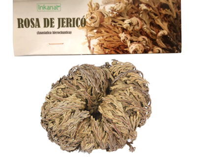 Rosa de Jericó