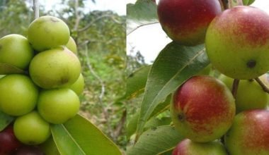 camu materia prima