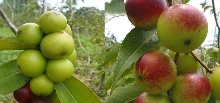 Camu Camu, importante fuente de vitamina C