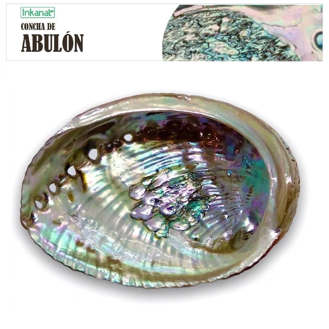 Concha de Abulón Grande (12-15cm) - uni