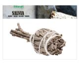 Sálvia branca (forma de tocha) 1 Antorcha de Salvia Blanca