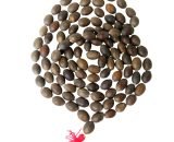 Mala graines de Lotus 2 mala semillas loto kamal gatta