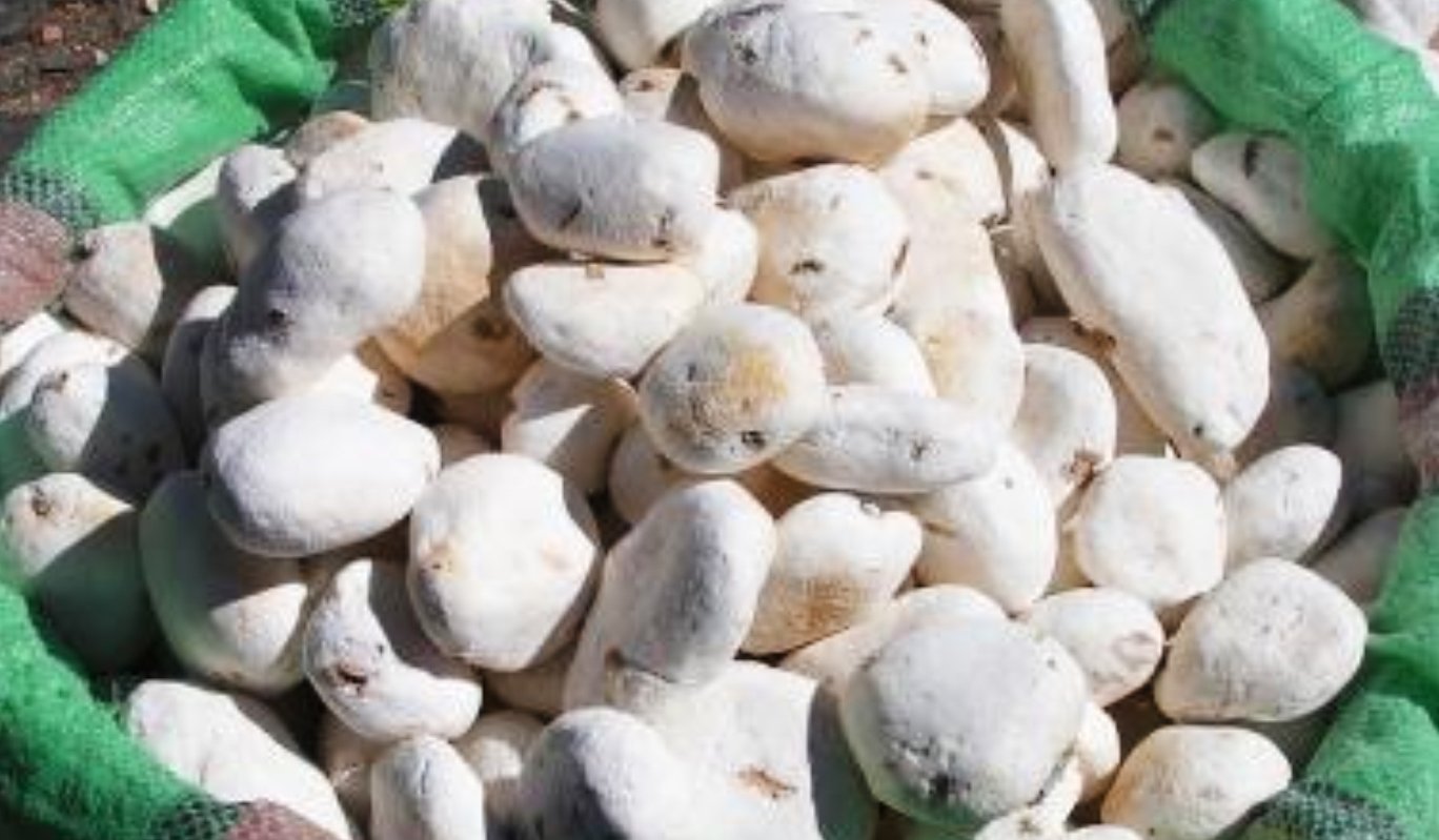 TOCOSH,  PROBIÓTICO NATURAL DE LOS INCAS